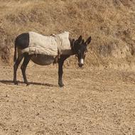 یک عدد خرگله ای