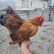 خروس کوچین قرمز