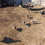 خروس محلی اصیل بالغ