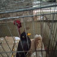 قیمت دو ملیو