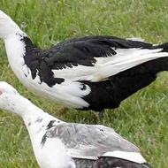 تخفیف ویژه ای شب یلدا اردکخارجی نر