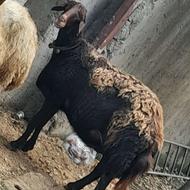 گوسفند ابستن هترو