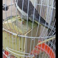 عروس هلندی. فوری