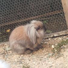 خرگوش لوپ اصل