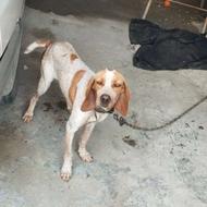 واگذاری سگ شکاری پوینتر