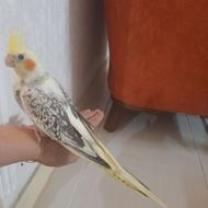 عروس هلندی فووول رام فقط دوتا موندن