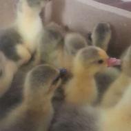 20 عدد جوجه غاز محلی نژاد دار 3 روزه با بهترین کیفیت