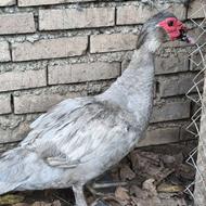 اردک اسرائیلی نقره ای(طوسی)