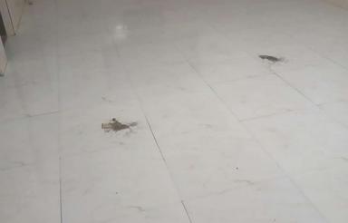 با ویو عالی کنار مسکن مهر روستای صفراباد