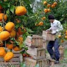 گزینه عالی خونه باغ