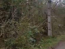 فروش زمین باغی 25000 متر در تازه آباد - رودسر در شیپور