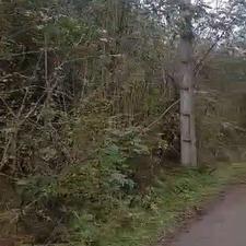 فروش زمین باغی 25000 متر در تازه آباد - رودسر