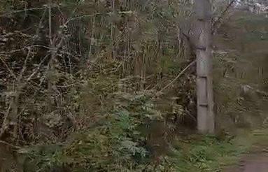 فروش زمین باغی 25000 متر در تازه آباد - رودسر