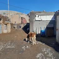 گوساله پنج ماه