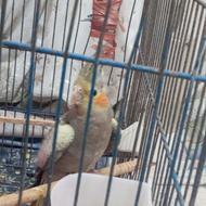 عروس هلندی نر