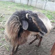 گوسفند زنده قیمت 25 میلیون