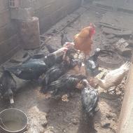 اردک اسراییلی و خروس دورگ