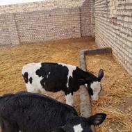 2راس گوساله نراصیل هلشتاین قطع شیر