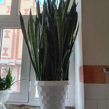 گل خانگی بسیارزیبا