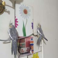 جفت جوجه عروس هلندی.