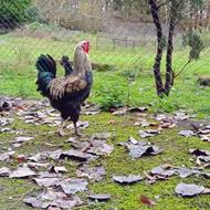 خروس محلی درشت