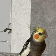 طوطی عروس گم شده