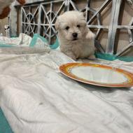 سگ نژاد پامر خرسی واگذار