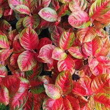 کارگر گلخانه