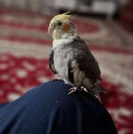 عروس هلندی ماده