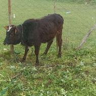 لیشه جنس خوب محلی دست و پا بلند