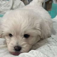 سگ نژاد پامر خرسی واگذار