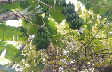 زمین مسکونی،داخل بافت،خارمیان