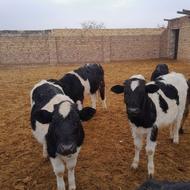 4راس گوساله ماده پای کل