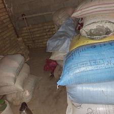 خرید گندم و جو