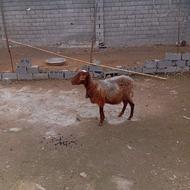 یک رس گوسفند چهار شکم زایده فروشی