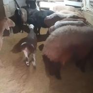 فروش گوسفند همو هترو چینی افشاری فوری