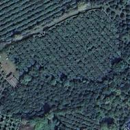 8000 متر زمین در همت آباد