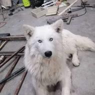 واگذاری سگ هاسکی زیبا چشم رنگی