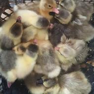 جوجه غاز دو رگ تضمینی