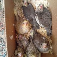 جوجه عروس سرلاکی