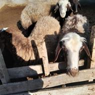 گوسفند ‌آبستن‌سنگین