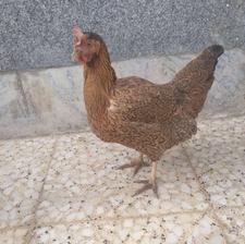 مرغ جوان و سالم