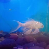 ماهی کوی عروس سایز بزرگ مولد معاوضه با پرنده