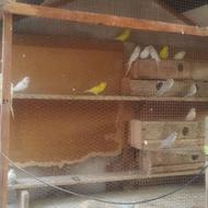 مرغ عشق وقفس