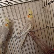 عروس هلندی بالغ