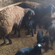 گوسفند زنده