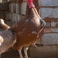 فروش بوقلمون