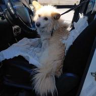 سگ پامر نر حرف گوش کن دهن پاک واگذاری