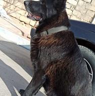 واگذاری ژرمن بلک دستی