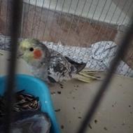 دوعدد عروس هلندی مرواریدی نر و ماده